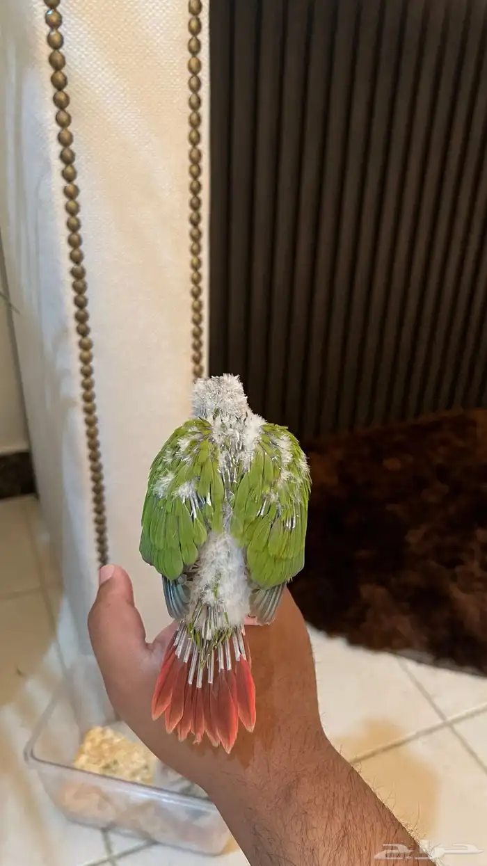 فرخ كنيور صبغه قويه غر نشبه تدريب هدد يصلح للمبتدئين 3