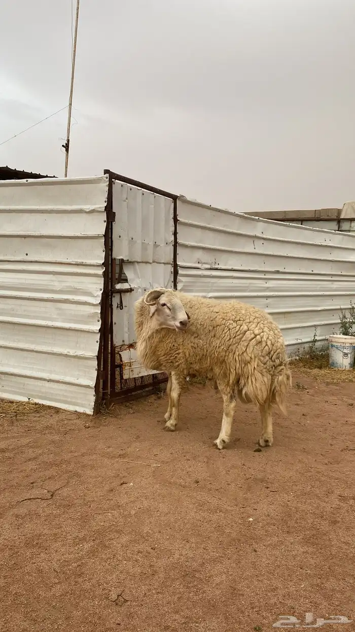 فحل مهجن مشروط 2