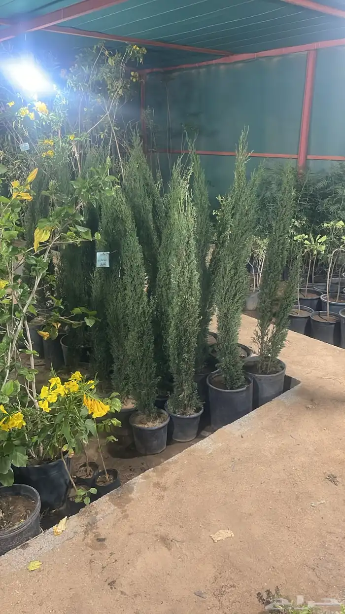 زراعه احواش اشجار مثمره وزينه 1