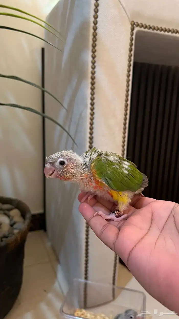 فرخ كنيور صبغه قويه غر نشبه تدريب هدد يصلح للمبتدئين 0