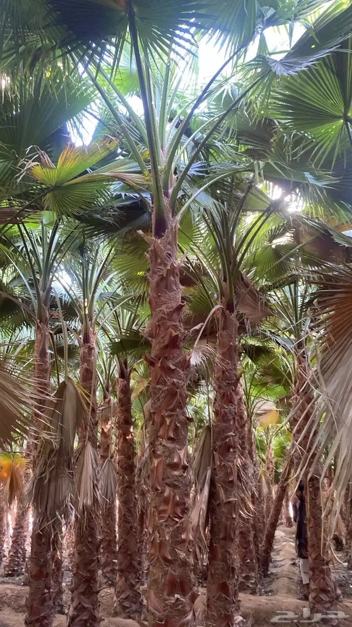 نخل وشنطني دخل الرياض بجميع مقساته 4