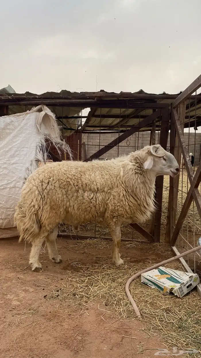 فحل مهجن مشروط 0