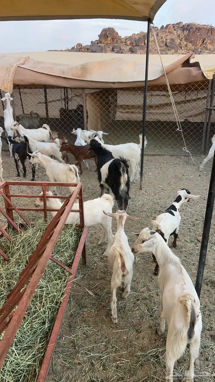 تيوس جنوبيه منادي 0