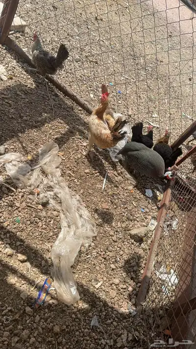 دجاج بلدي للبيع 2