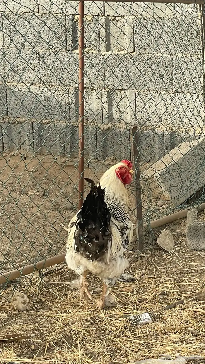 ديك براهما 4