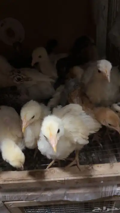 صيصان دجاج فاخره للبيع 1