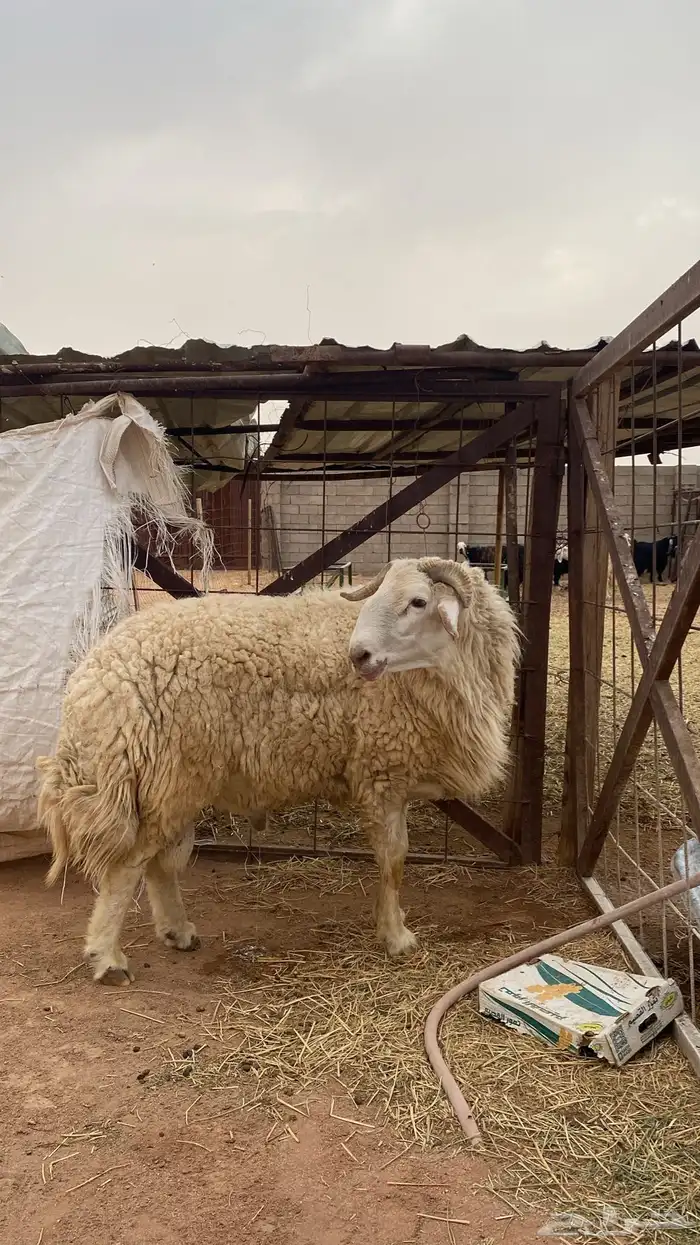 فحل مهجن مشروط 1