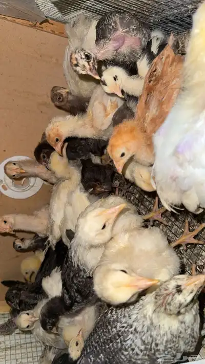 صيصان دجاج فاخره للبيع 0