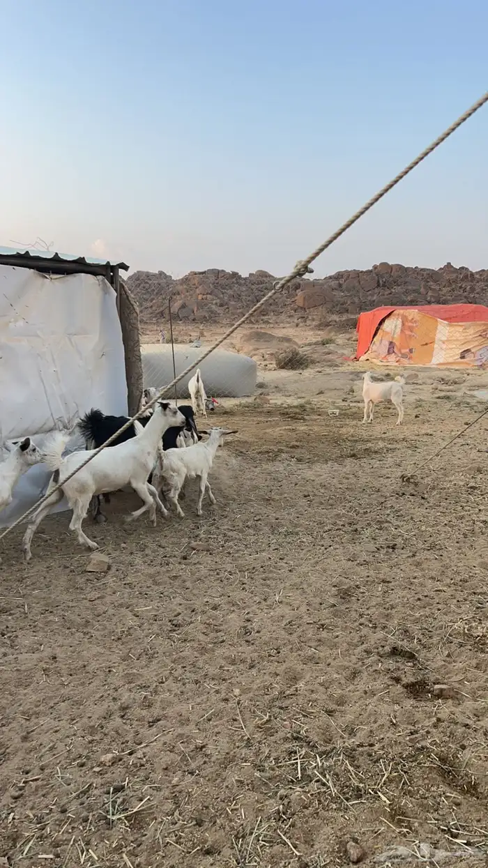 تيوس جنوبيه منادي 6