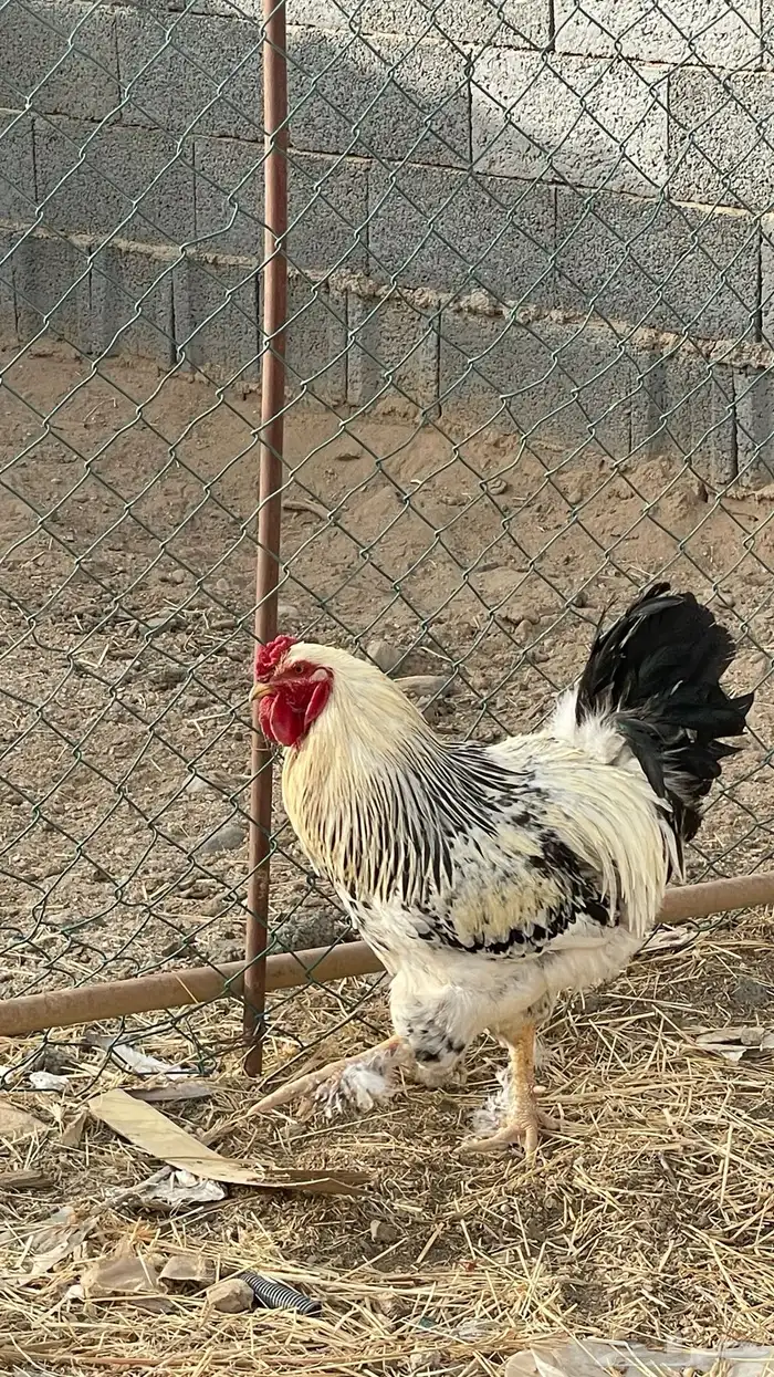 ديك براهما 1