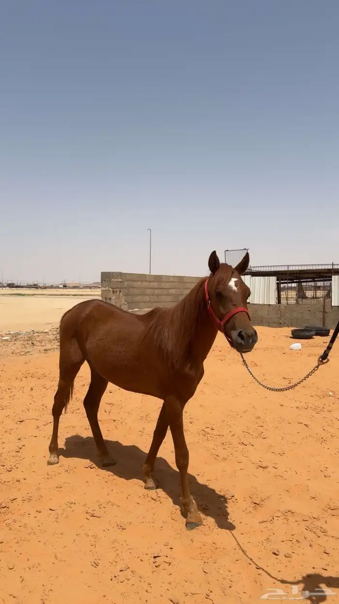 مهر شعبي حار 0