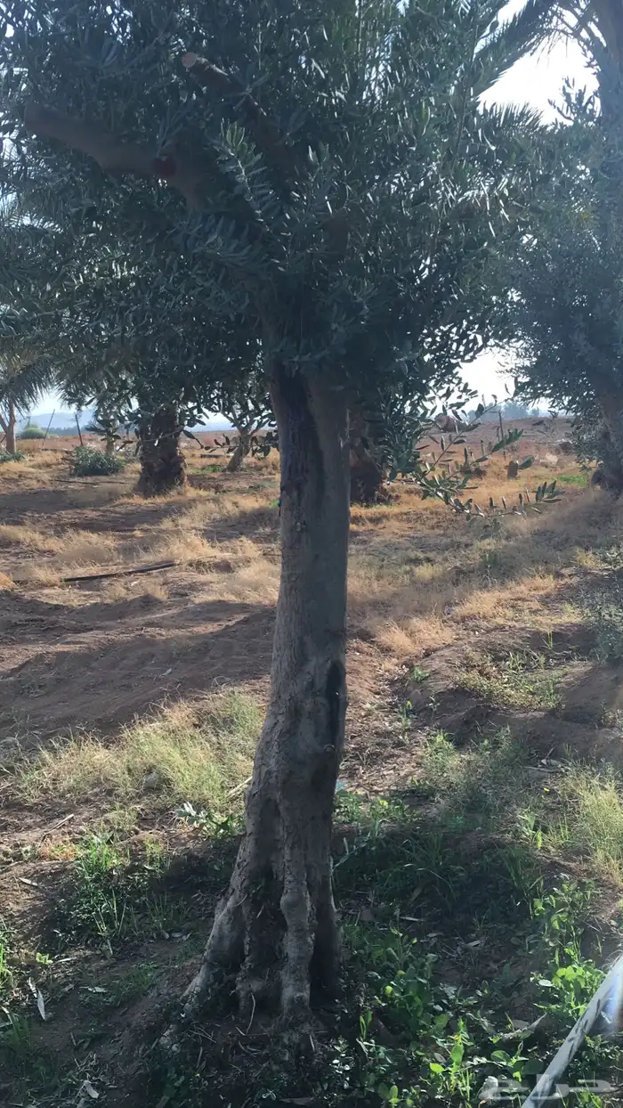شجر زيتون معمر 1