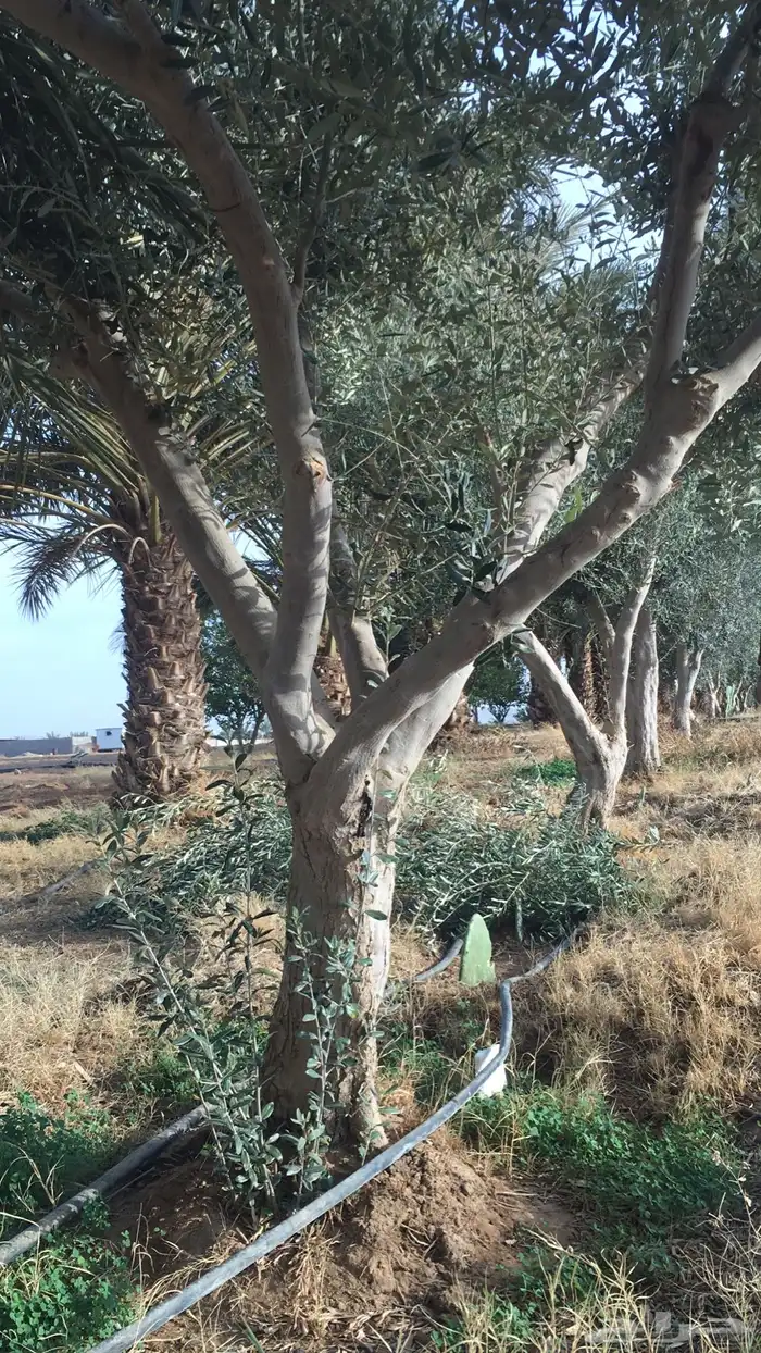 شجر زيتون معمر 3