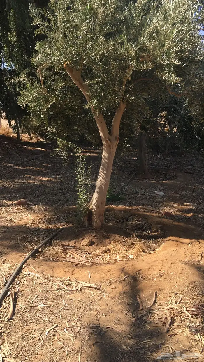 شجر زيتون معمر 12