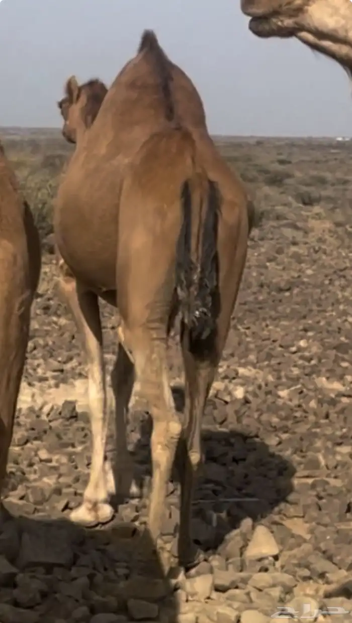 ناقه حمرا ساحليه منوه القناي تم البيع 3