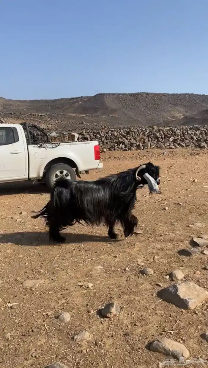تيس فحل صنف 5