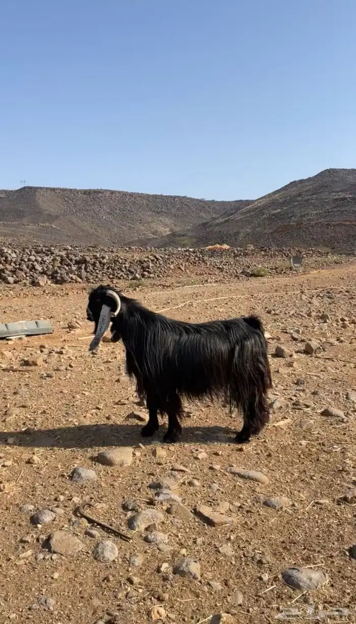 تيس فحل صنف 4