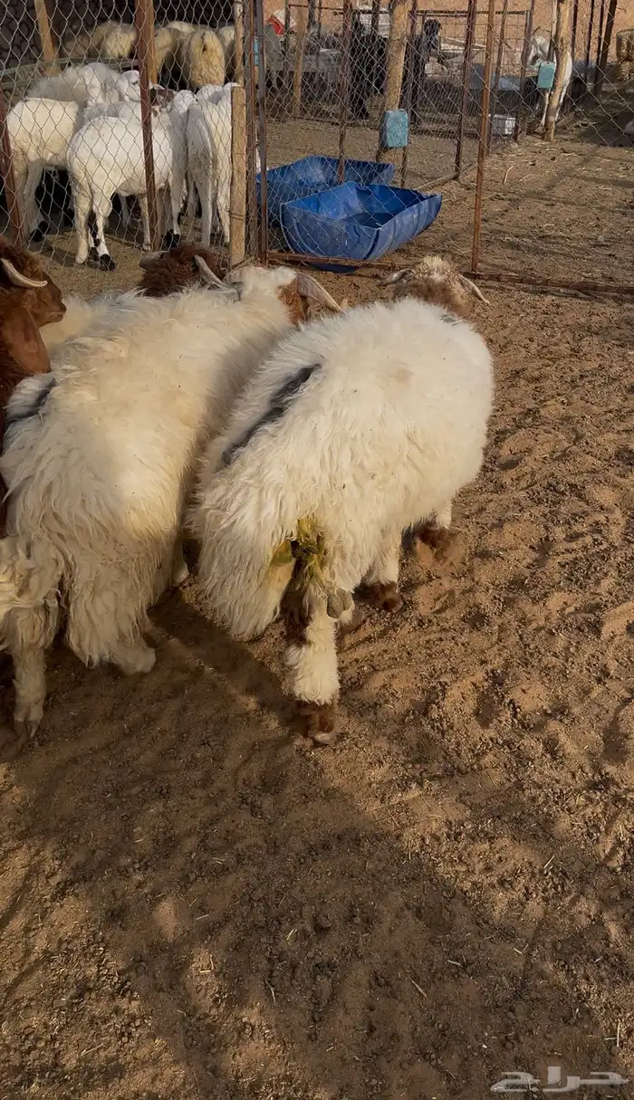 طليان نعيم 1