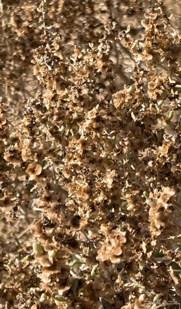 بذور شنان 4