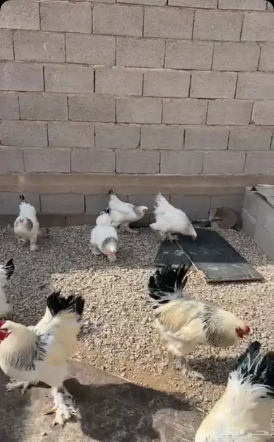 صوص براهما كولمبي 3