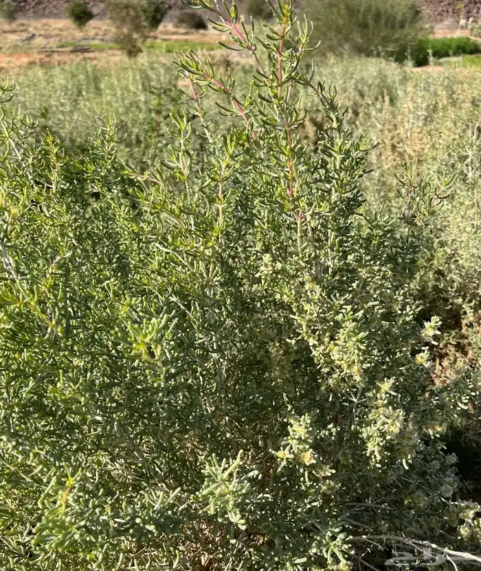 بذور شنان 1