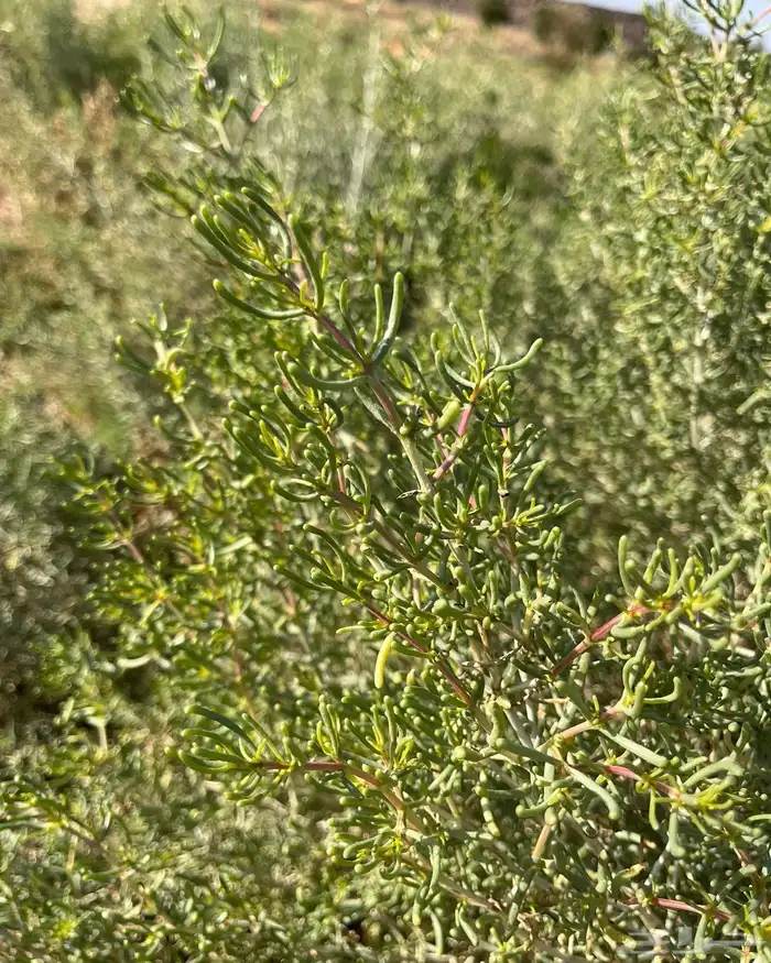 بذور شنان 2