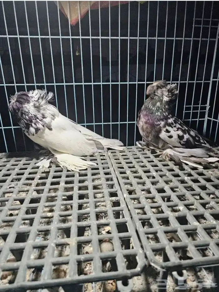 حمام بغدادي وشامي وزينه 15