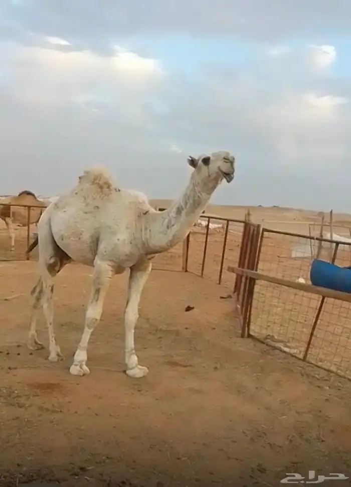 قعود اوضح كفو رماني 0