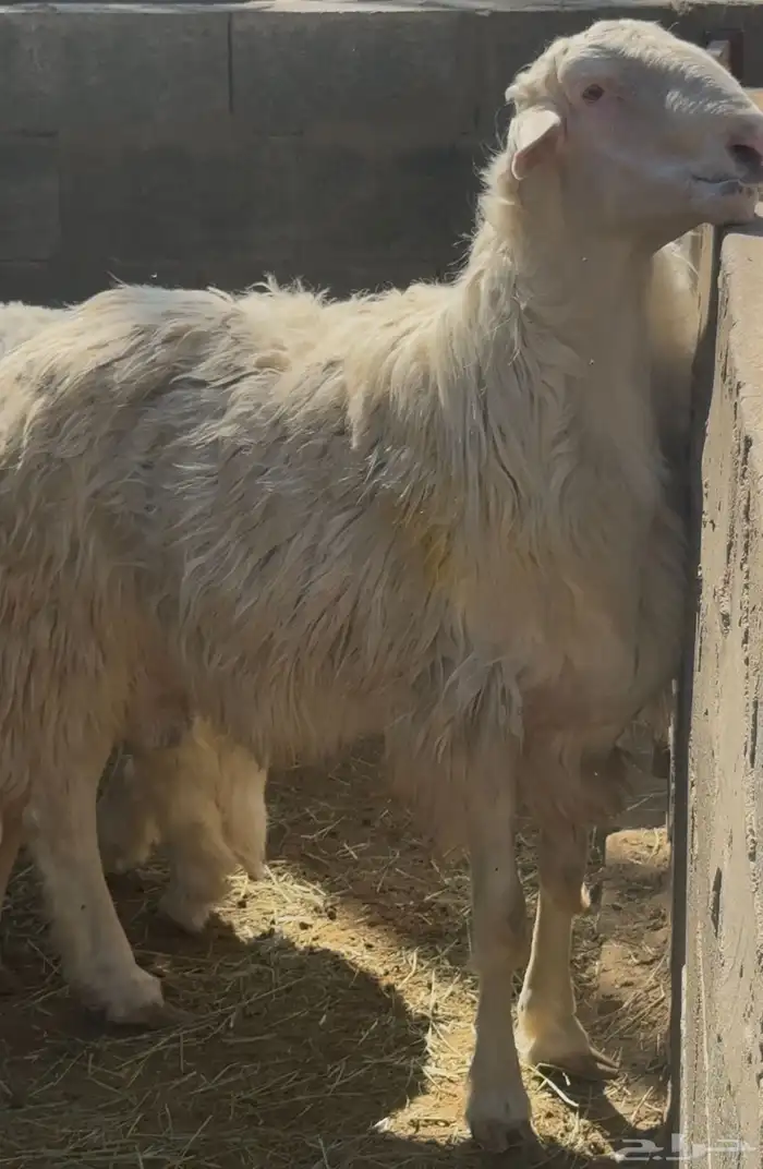 فحل اصفر ابرص رباع 4
