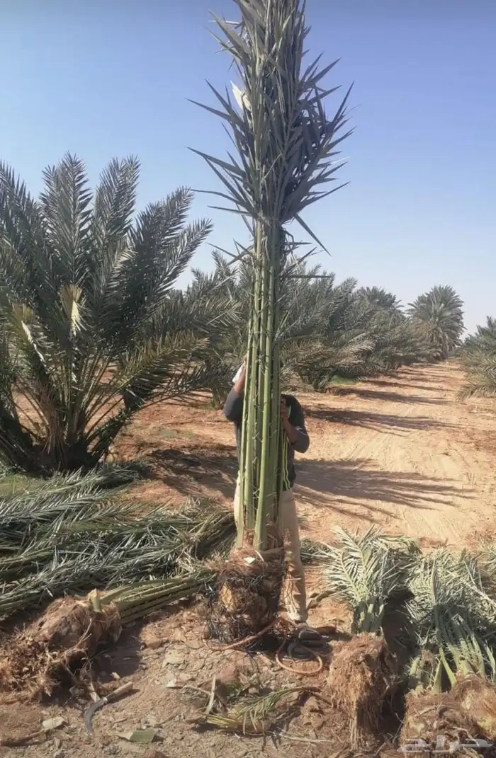نخل للبيع 4