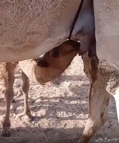 خلفه بكر 1