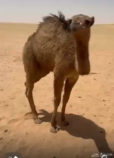خلفه بكر 0