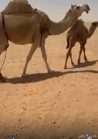 خلفه بكر 2