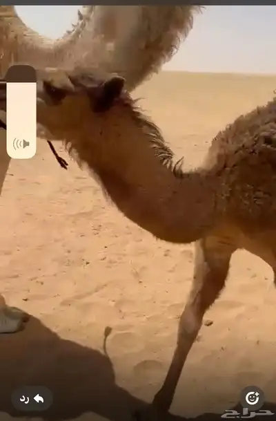 خلفه بكر 3