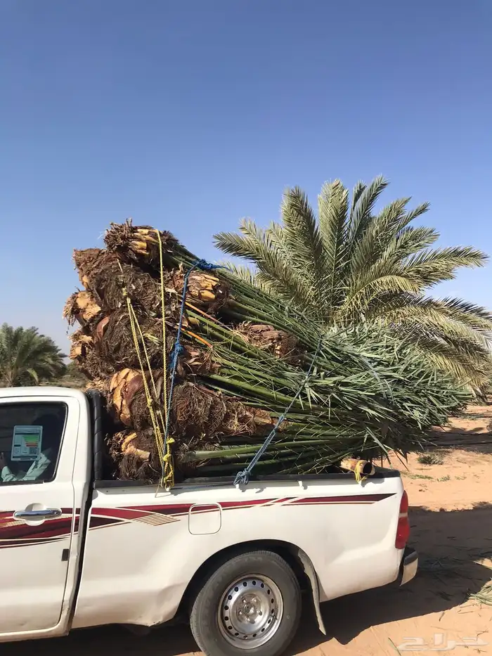 نخل للبيع 6