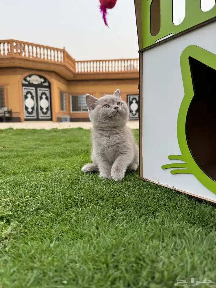 بريتش شورت هير كيتين تم البيع 2