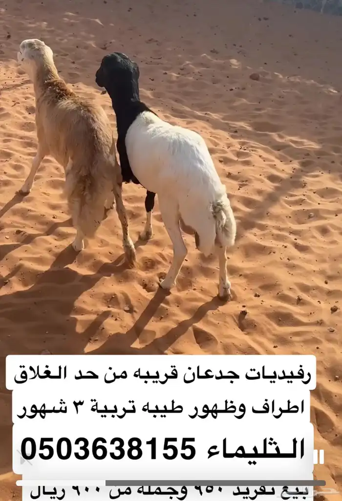 ذبايح متنوعة واجهزة كهربائية ودوافير غاز 1