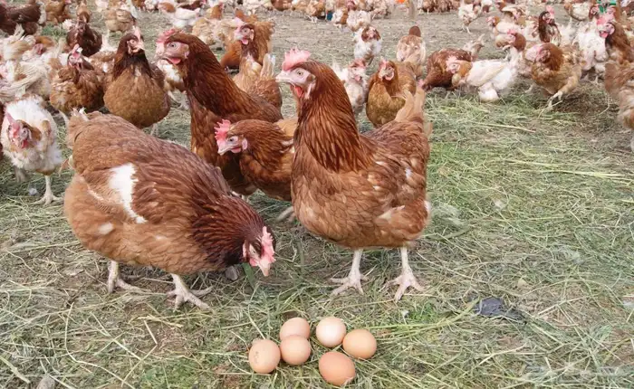 للبيع دجاج الوهمان الاصلي الحبة 50 العمر اقل من سنه 0
