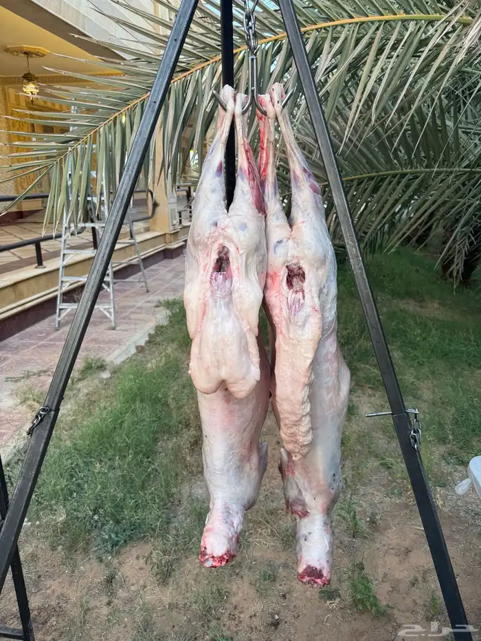 معلم مشويات شوي 0