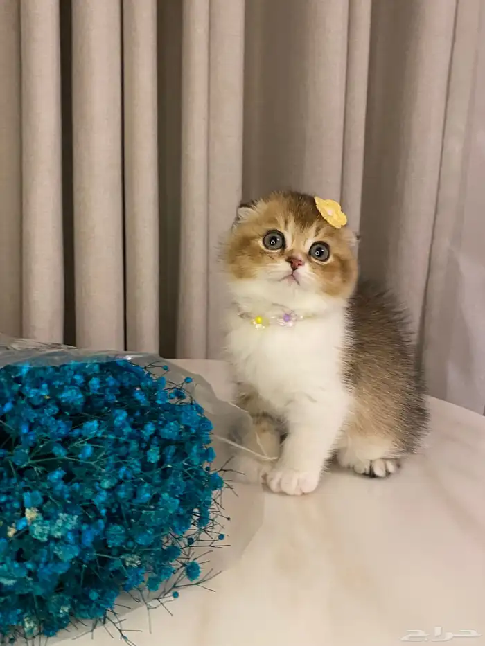 قطط للبيع سكوتش فولد 2