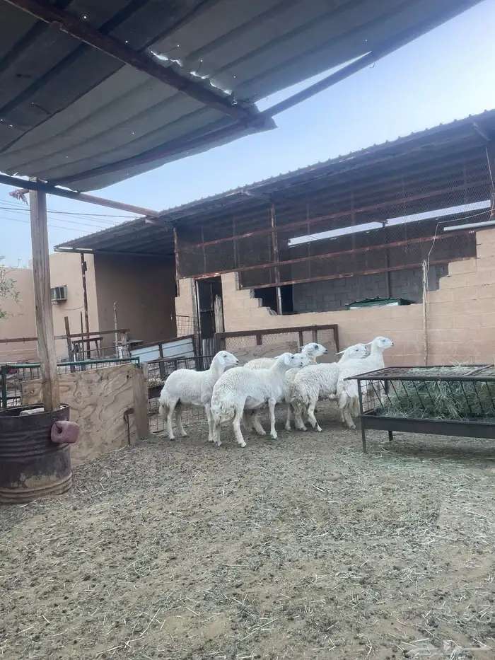 مبيوعه الله يبارك للمشتري ويخلف علينا 2
