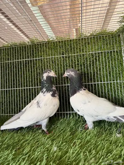 اناثي تيدي سخي 0