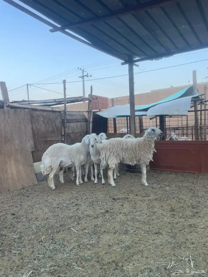 مبيوعه الله يبارك للمشتري ويخلف علينا 0