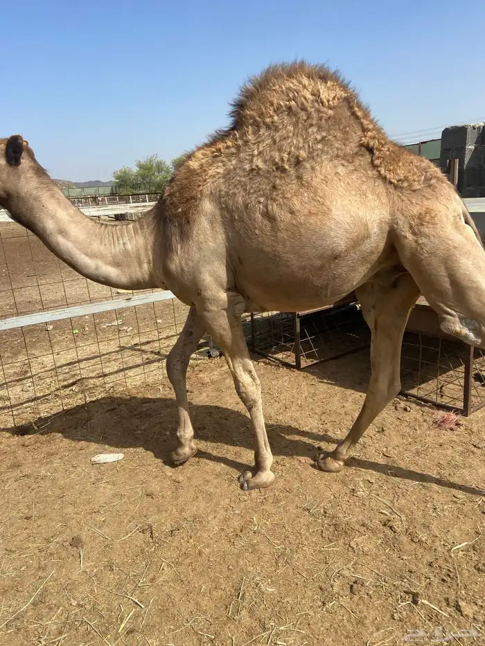 قعدان كايفه مالها شكل للبيع تصلح زواجات ومبادي 1