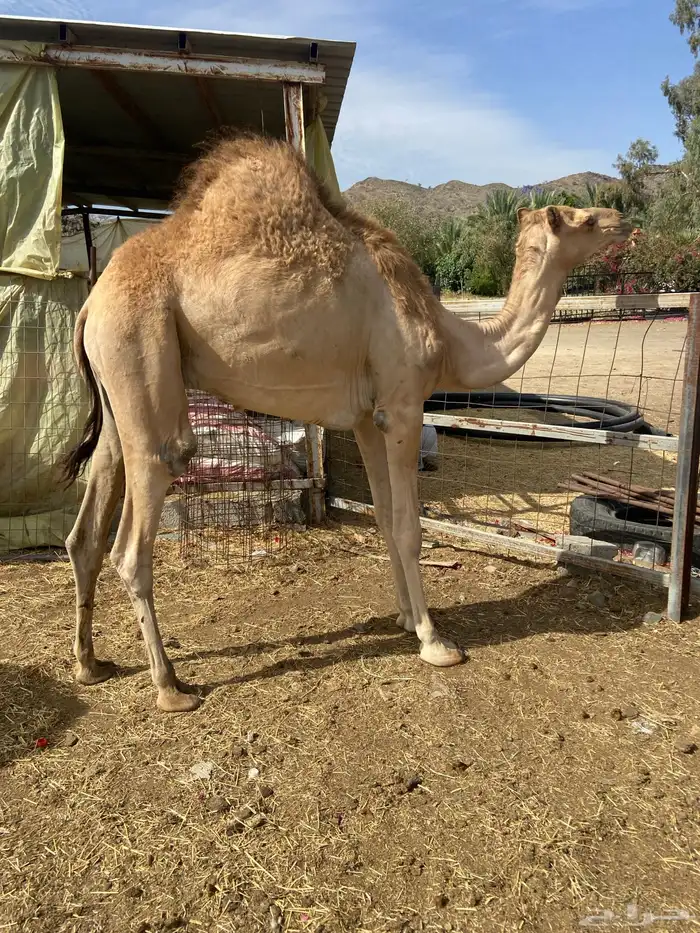 قعدان كايفه مالها شكل للبيع تصلح زواجات ومبادي 14