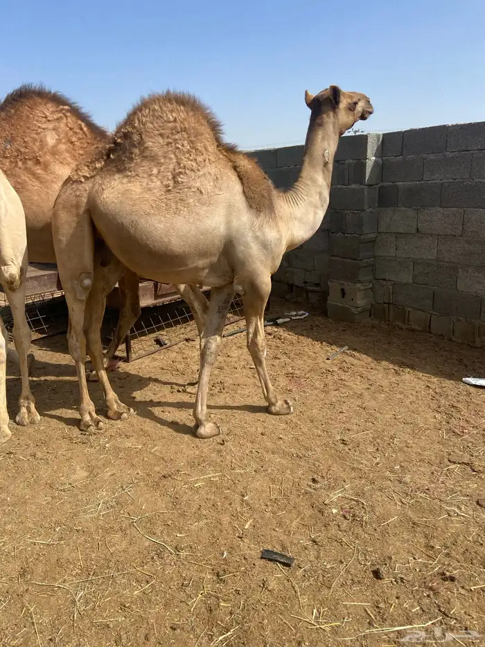 قعدان كايفه مالها شكل للبيع تصلح زواجات ومبادي 0