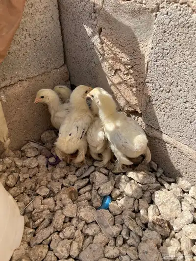 صوص براهما كولمبي 2