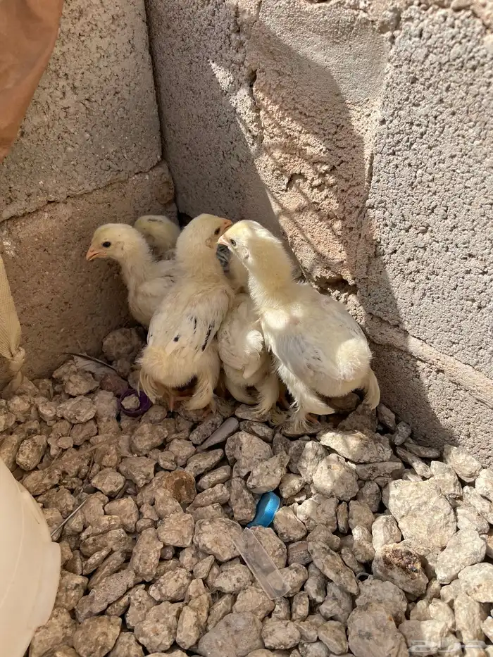 صوص براهما كولمبي 2