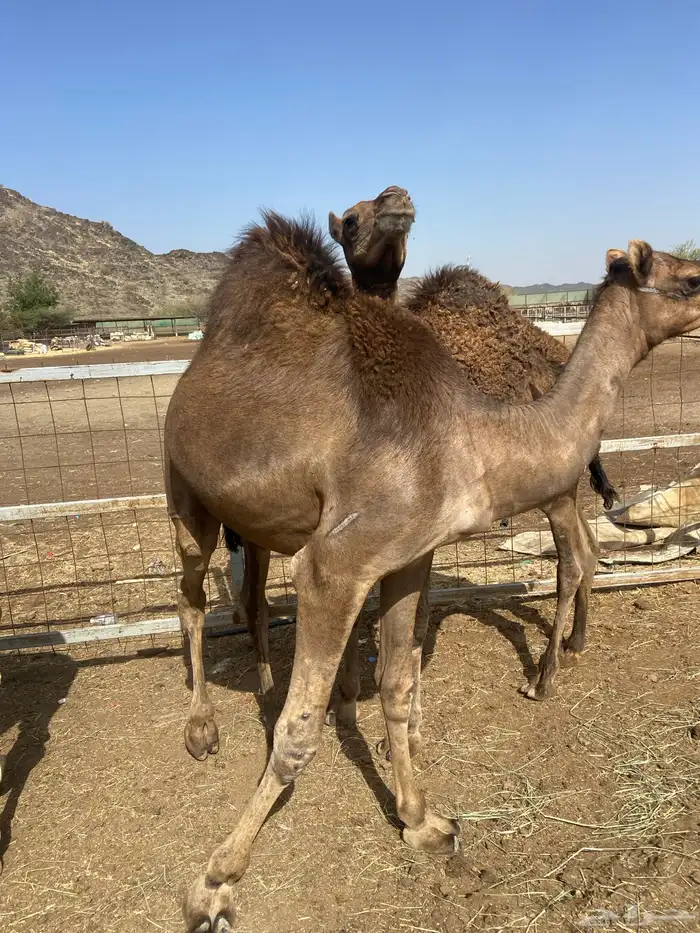 قعدان كايفه مالها شكل للبيع تصلح زواجات ومبادي 6