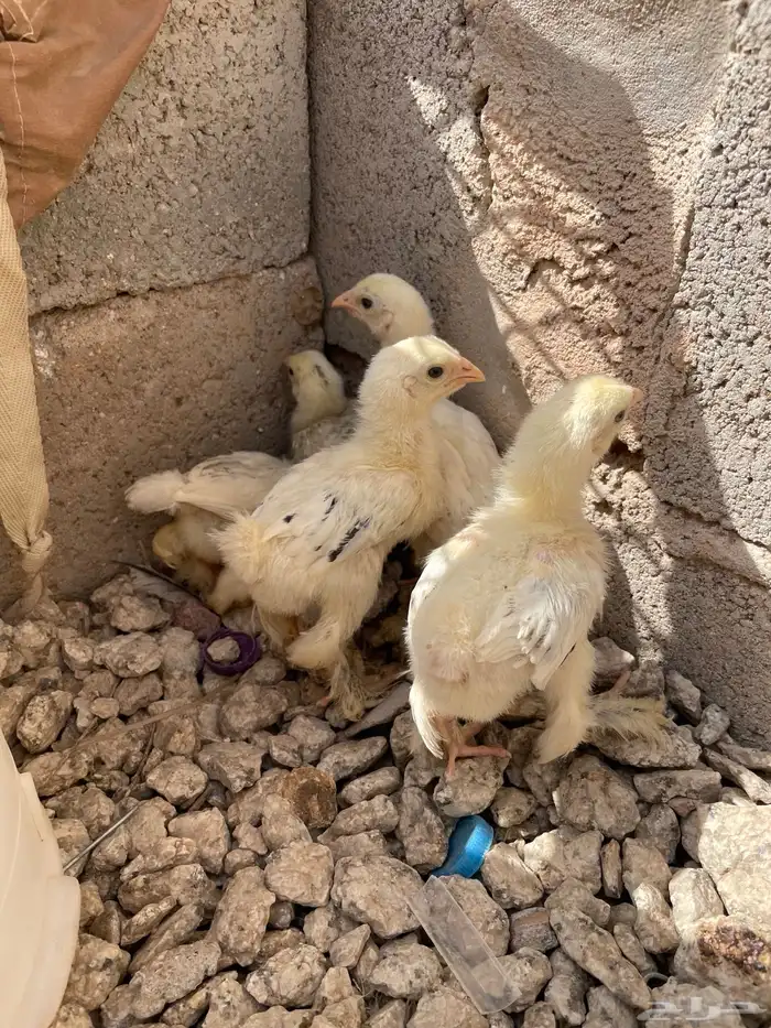 صوص براهما كولمبي 0